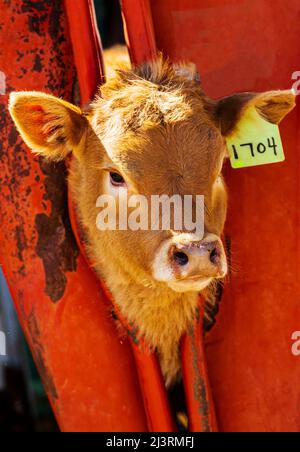 Jeune veau en pousse de compression; événement de marque de printemps sur le Hutchinson Ranch près de Salida: Colorado; USA Banque D'Images