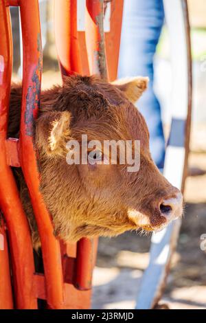 Jeune veau en pousse de compression; événement de marque de printemps sur le Hutchinson Ranch près de Salida: Colorado; USA Banque D'Images