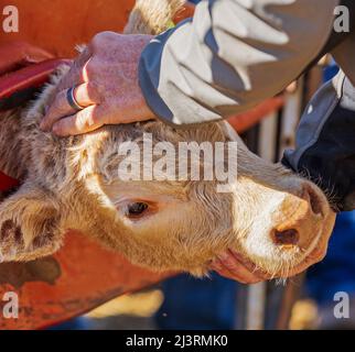 Jeune veau en pousse de compression; événement de marque de printemps sur le Hutchinson Ranch près de Salida: Colorado; USA Banque D'Images