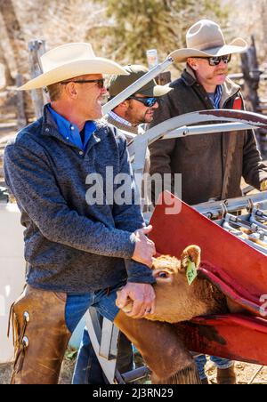 Cowboys marque jeune veau dans la pousse de squeeze; événement de marque de printemps sur le Hutchinson Ranch près de Salida: Colorado; USA Banque D'Images