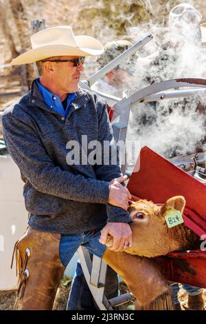 Cowboys marque jeune veau dans la pousse de squeeze; événement de marque de printemps sur le Hutchinson Ranch près de Salida: Colorado; USA Banque D'Images