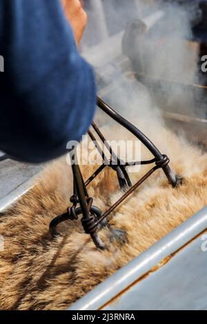 Gros plan de la marque chaude sur le jeune veau dans la pousse de compression; événement de marque de printemps sur le Hutchinson Ranch près de Salida: Colorado; États-Unis Banque D'Images