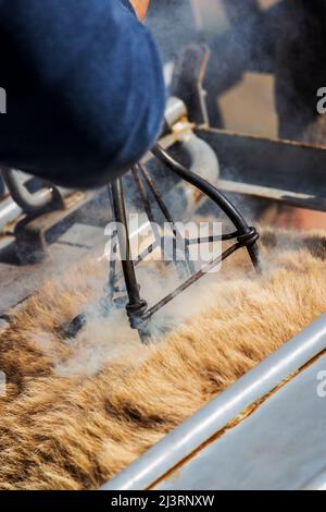 Gros plan de la marque chaude sur le jeune veau dans la pousse de compression; événement de marque de printemps sur le Hutchinson Ranch près de Salida: Colorado; États-Unis Banque D'Images