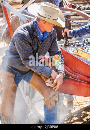 Cowboys marque jeune veau dans la pousse de squeeze; événement de marque de printemps sur le Hutchinson Ranch près de Salida: Colorado; USA Banque D'Images