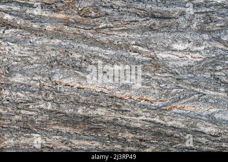 Texture de l'écorce d'un tronc abattu. Motif de fond naturel d'une structure rugueuse. Lignes horizontales à la surface d'une plante. Banque D'Images