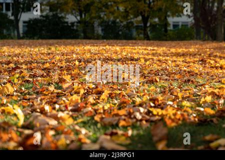 Les feuilles d'érable d'automne sont allongées sur un pré et sont illuminées par la lumière du soleil. Les parties orange et jaune de la plante sur l'herbe verte. Feuillage dans un parc à l'automne Banque D'Images