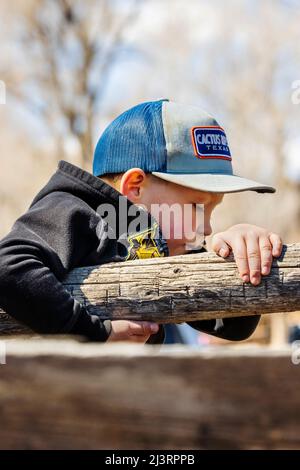 Ranch enfants jouant à l'événement de marquage de printemps sur le Hutchinson Ranch près de Salida: Colorado; USA Banque D'Images