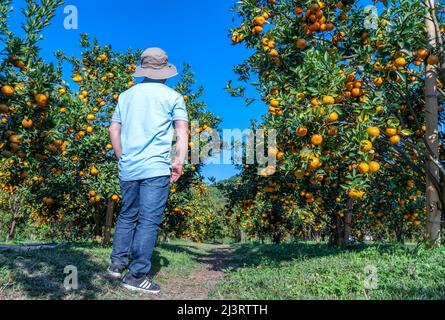 Les touristes visitent et admirent le jardin mûr de mandarine qui attend d'être moissonné dans la matinée du printemps dans les hauts plateaux de Da Lat, Vietnam Banque D'Images