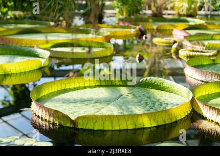 Serre à la Victoria amazonica tropicale, nénuphars géants et plantes aquatiques. Banque D'Images