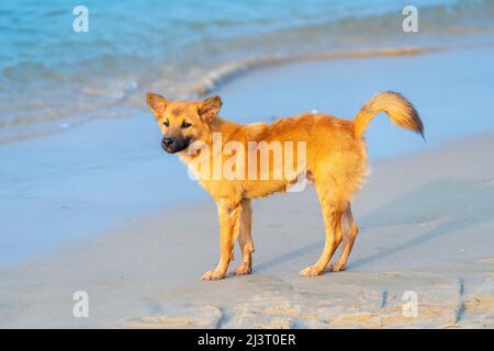 Chien d'or à la plage attendant que son propriétaire revienne de la mer après la pêche. Animaux fidèles choisis comme animaux domestiques avec des humains Banque D'Images