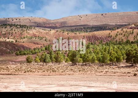 Telouet, Maroc. Projet de reboisement. Banque D'Images