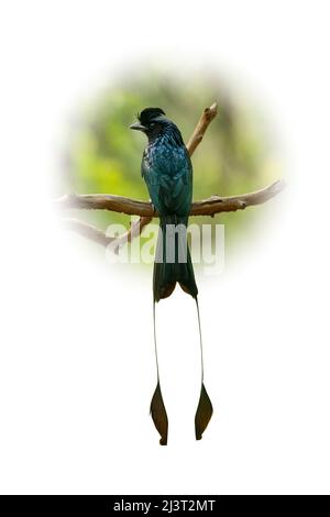 Plus grand Drongo à queue de Racquet perching sur un perchoir isolé sur un fond flou à gradient rond Banque D'Images