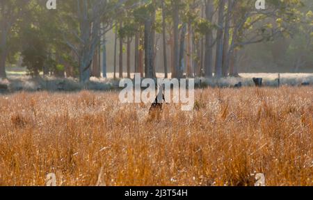 Kangourou sauvage dans l'herbe haute Banque D'Images