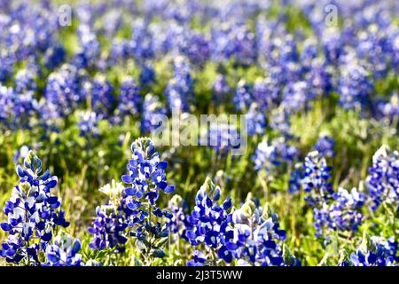 Champ Bluebonnet au coucher du soleil Banque D'Images