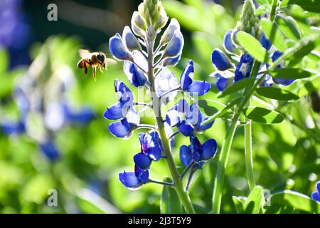 Chapeau bleu avec abeille Banque D'Images