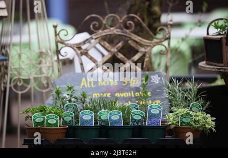 sélection d'herbes dans des pots sur chaise de jardin rustique en métal Banque D'Images