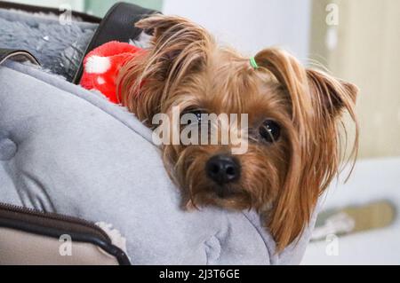 Przemysl, Pologne. 8th avril 2022. Un chien réfugié par temps très froid et pluvieux, plus chaud à l'intérieur de la gare DE PRZEMYSL. Les réfugiés ukrainiens arrivent ici, l'un des points d'entrée en Pologne. (Image de crédit : © Amy Katz/ZUMA Press Wire) Banque D'Images