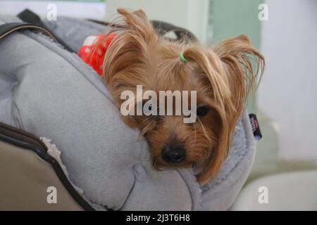 Przemysl, Pologne. 8th avril 2022. Un chien réfugié par temps très froid et pluvieux, plus chaud à l'intérieur de la gare DE PRZEMYSL. Les réfugiés ukrainiens arrivent ici, l'un des points d'entrée en Pologne. (Image de crédit : © Amy Katz/ZUMA Press Wire) Banque D'Images