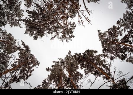 Sommets de pins forestiers en hiver. Vue de bas en haut. Banque D'Images