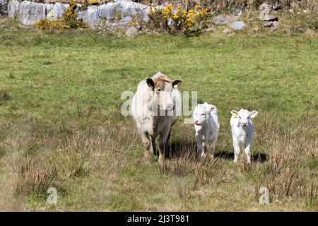 Goleen, Cork, Irlande. 09th avril 2022. Deux veaux avec leur mère sur un pâturage près de Goleen, Co. Cork, Irlande. - Photo David Creedon Banque D'Images