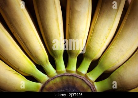 Un bouquet de bananes jaunes sur fond de bois Banque D'Images