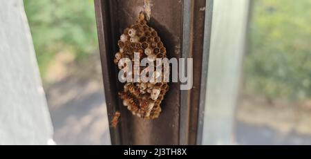 Colonie de guêpes de papier construite par les guêpes de travailleurs. Les cellules hexagonales ont des œufs à l'intérieur. Les nids des guêpes en papier sont caractérisés par leur ouverture Banque D'Images