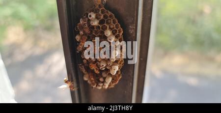 Colonie de guêpes de papier construite par les guêpes de travailleurs. Les cellules hexagonales ont des œufs à l'intérieur. Les nids des guêpes en papier sont caractérisés par leur ouverture Banque D'Images
