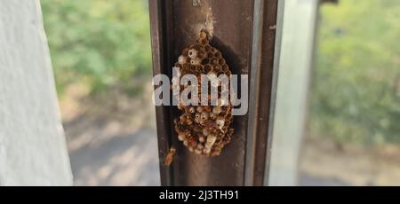 Colonie de guêpes de papier construite par les guêpes de travailleurs. Les cellules hexagonales ont des œufs à l'intérieur. Les nids des guêpes en papier sont caractérisés par leur ouverture Banque D'Images