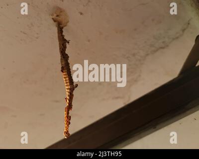 Colonie de guêpes de papier construite par les guêpes de travailleurs. Les cellules hexagonales ont des œufs à l'intérieur. Banque D'Images
