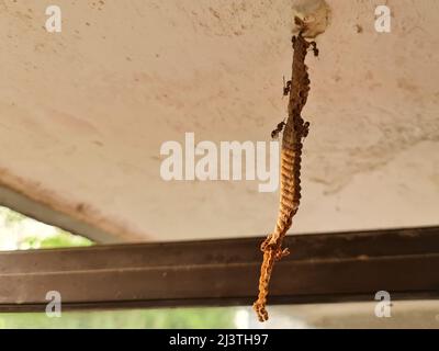Colonie de guêpes de papier construite par les guêpes de travailleurs. Les cellules hexagonales ont des œufs à l'intérieur. Banque D'Images