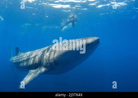 Le requin-ronfleur et le requin-baleine (Rhincodon typus), le plus grand poisson du monde, Ari Atoll, Maldives, océan Indien, Asie Banque D'Images