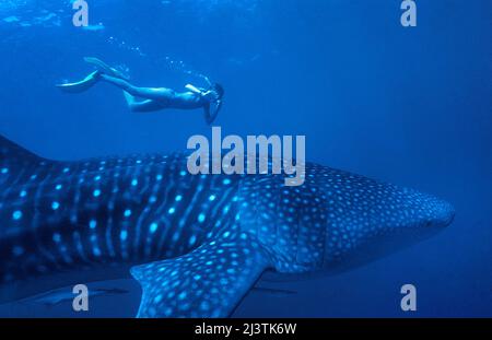 Le requin-ronfleur et le requin-baleine (Rhincodon typus), le plus grand poisson du monde, Ari Atoll, Maldives, océan Indien, Asie Banque D'Images