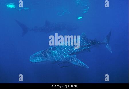 Le requin-ronfleur et le requin-baleine (Rhincodon typus), le plus grand poisson du monde, Ari Atoll, Maldives, océan Indien, Asie Banque D'Images