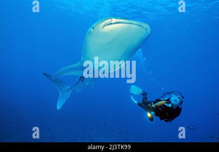 Plongée sous-marine et requin baleine (Rhincodon typus), le plus grand poisson du monde, Ari Atoll, Maldives, Océan indien, Asie Banque D'Images