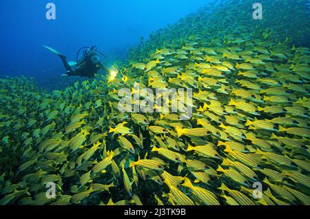 Plongée dans une grande école Bluestripe vivaneau (Lutjanus kasmira), Ari Atoll, Maldives, Océan Indien, Asie Banque D'Images
