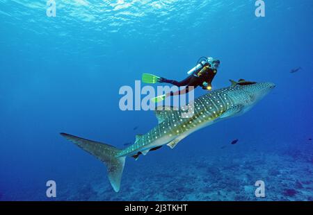 Plongée sous-marine et requin baleine (Rhincodon typus), le plus grand poisson du monde, Ari Atoll, Maldives Banque D'Images