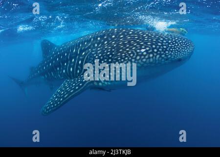 Le requin-ronfleur et le requin-baleine (Rhincodon typus), le plus grand poisson du monde, Ari Atoll, Maldives, océan Indien, Asie Banque D'Images