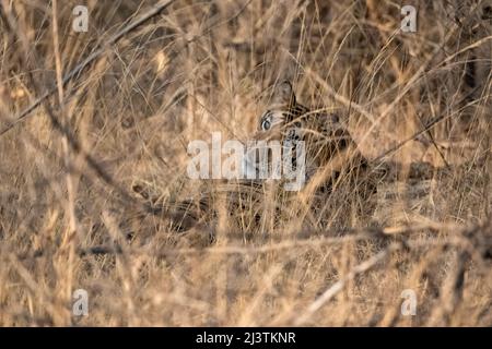 Un tigre caché dans la grande herbe en Inde, Madhya Pradesh Banque D'Images