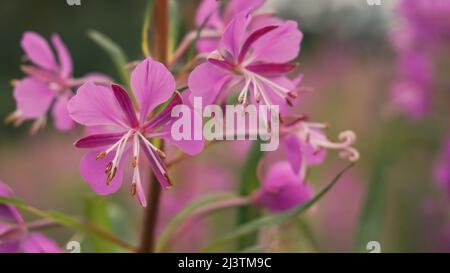 Fleur en tweed violet rose. Grande rosebay willowherb, herbacée. Gros plan, macro Banque D'Images