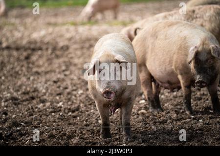 grand cochon de course en liberté par temps ensoleillé Banque D'Images