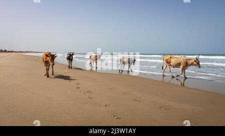 Errance de vaches sur la plage vide de Batukunku en Gambie, sur la côte ouest-africaine Banque D'Images