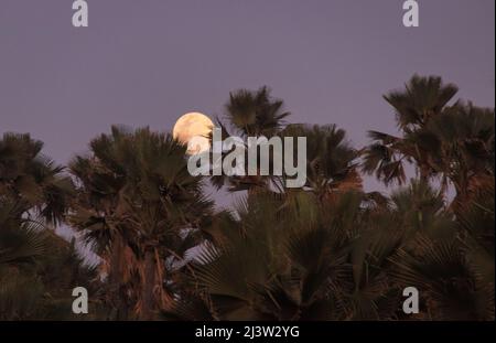 La pleine lune s'élève derrière la forêt de Bijilo sur la côte gambienne de l'Afrique de l'Ouest Banque D'Images