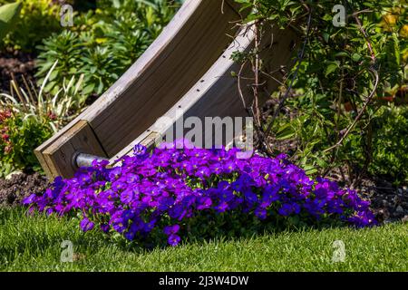 Aubretia gracilis Kitte Bleu Banque D'Images