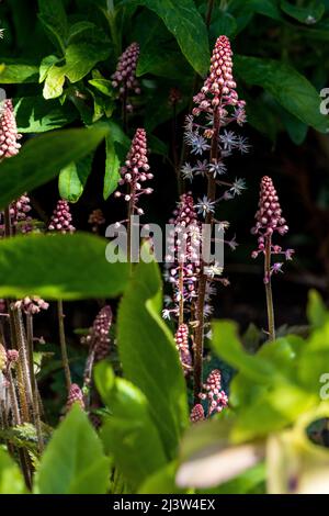 Fleur en mousse Tiarella ‘Spring Symphony’ Banque D'Images