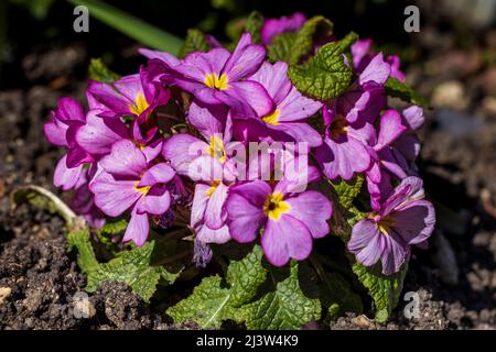 Primula « Delia Woodland Dell » Banque D'Images