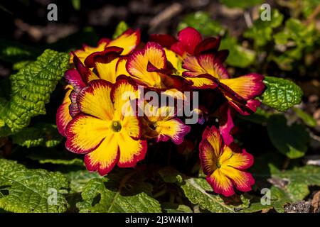 Primrose 'Tequila Sunrise' Banque D'Images