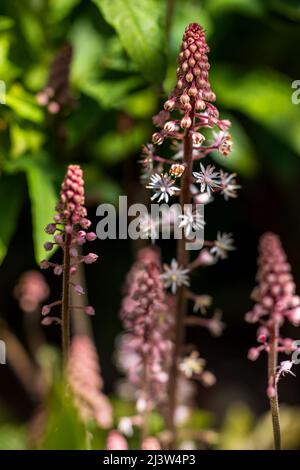 Fleur en mousse Tiarella ‘Spring Symphony’ Banque D'Images