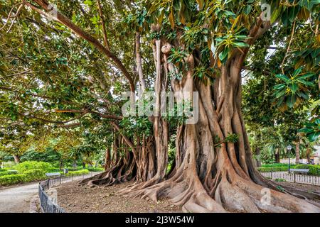 Moreton Bay figue (ficus macrophylla), jardin d'Ayora, Valence, Communauté Valencienne, Espagne Banque D'Images