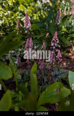 Fleur en mousse Tiarella ‘Spring Symphony’ Banque D'Images
