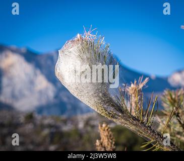 Nids de larves de pins (Thaumetopoea pityocampa) sur un pin (Pinus pinea). Tyrol du Sud, nord de l'Italie. Processionaire de pins Banque D'Images